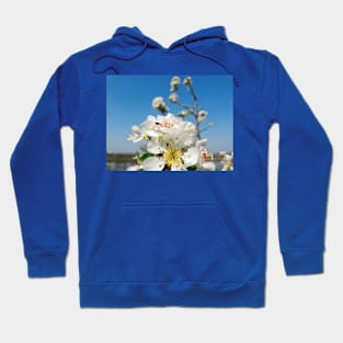 blossoming pear Hoodie